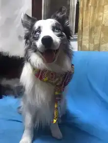 够用一年的狗狗表情包,快拿去讨红包

