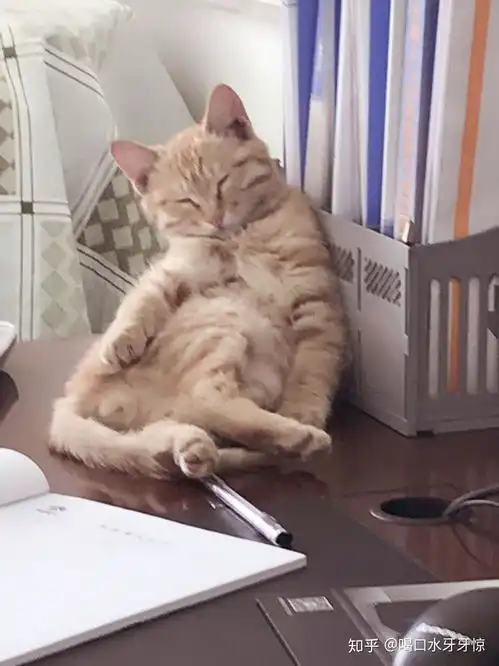 你们的橘猫都是哪里来的
