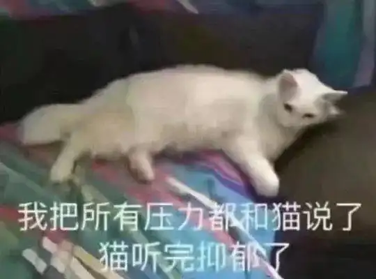 猫咪表情包感觉收藏起来别输在起跑线
