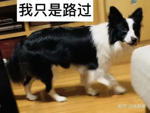 如果只能在猫和狗之间二选一,你选谁
