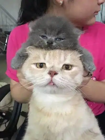 猫爸第一次见孩子,却怎么也开心不起来...原因是...
