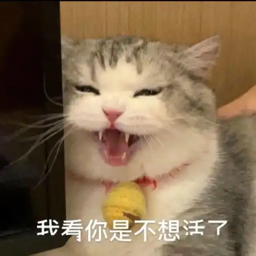 网红猫咪拖地猫大头表情包六
