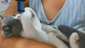 小主人给几只胖猫撸毛,猫咪们纷纷逃走,胖公猫的表情说明一切
