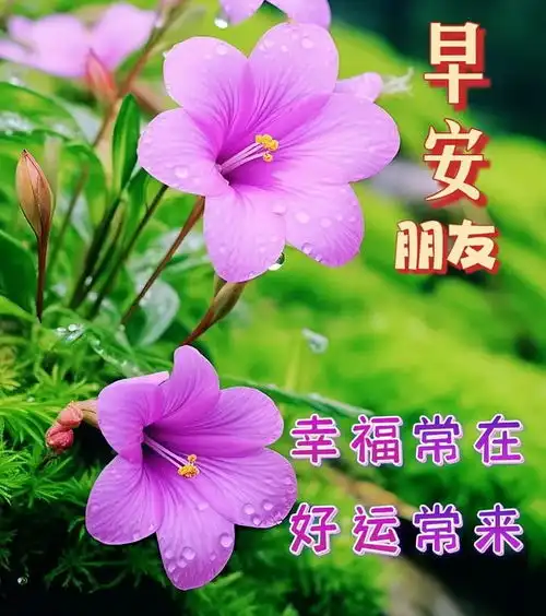 春季早安最美的鲜花问候早安动态表情图片
