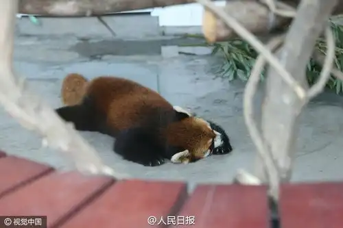 重庆小熊猫上演熊猫瘫
