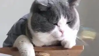 胖猫
