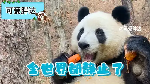 大熊猫小馨吃播的时候,不知道被谁点了穴道
