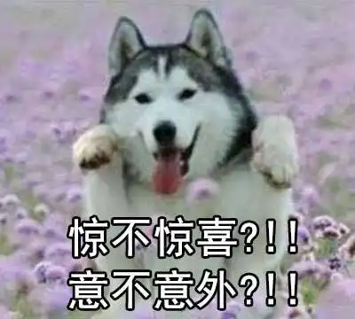 没看到这只柴犬之前,我以为哈士奇表情包是最多的

