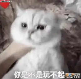 你是不是玩不起表情包猫找我聊天要收费了表情包下载乐游网游戏下载
