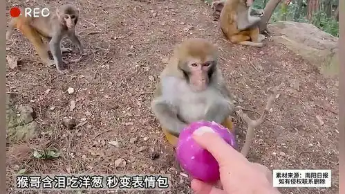 猴哥含泪吃洋葱秒变表情包
