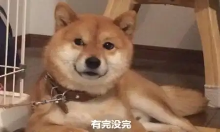 男子正教育柴犬,低头一看人都傻了你是表情包成精吗

