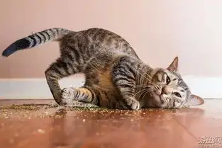 高冷喵主子秒变表情包喵星人吸食完猫薄荷的爆笑表情
