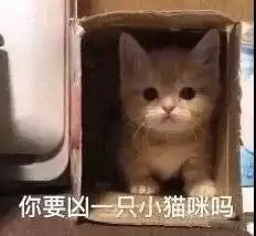 什么都不做也很可爱的猫猫上线
