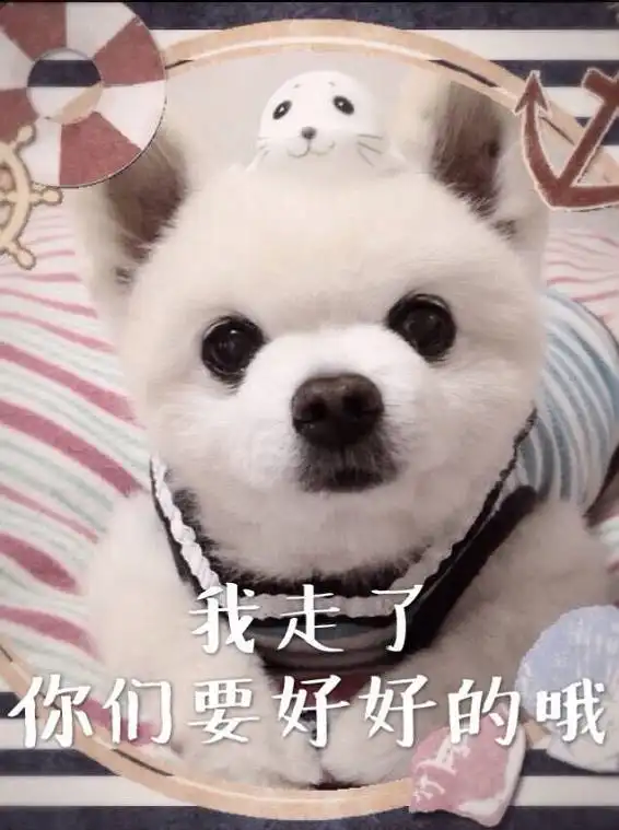 15岁的网红宠物鼻祖俊介走了,谢谢你留下的微笑
