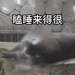快收藏黔灵山网红猴小老费表情包,天眼新闻安排上了
