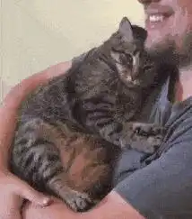 狸花猫被你养熟,会有这些特征,藏也藏不住

