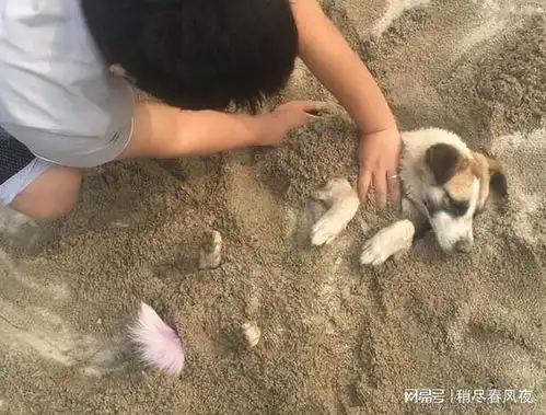 江城故事我的动物朋友
