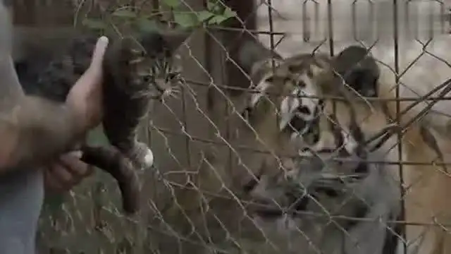 老虎遇到猫是什么表情你知道吗
