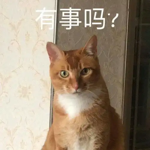 网红猫咪沙雕猫咪敦敦表情包四

