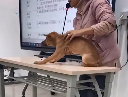 兽医老师用志愿狗进行穴位讲解
