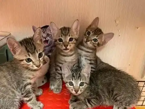母猫