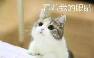 壁纸头像超可爱搞笑猫咪表情包
