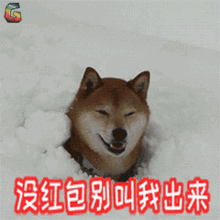 新年祝大家愿旺成真,十犬十美拜年必备祝福语表情包,速速收藏

