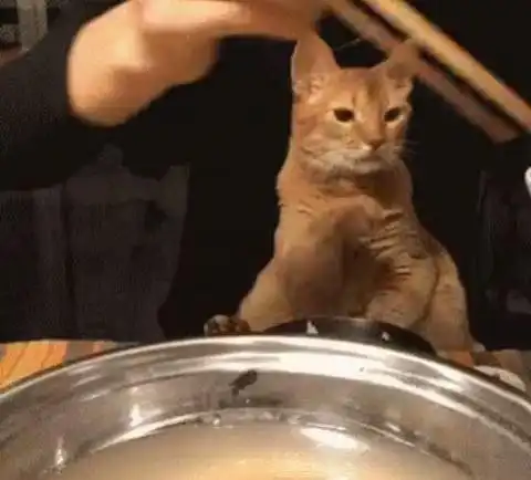 主人正在吃饭,橘猫在一旁围观表情亮了,简直是个戏精
