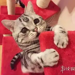 时尚好q吐舌猫爆红网络表情呆萌,永远吐着舌头
