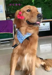 绝育前后的变化,你不得不知道的秘密
