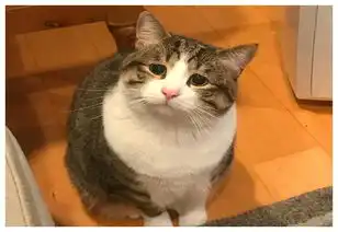 猫咪会举起手求主人抱抱,花半年适应新家,成了10万粉的猫咪网红
