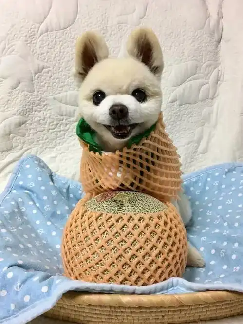 俊介走了嘤嘤嘤
