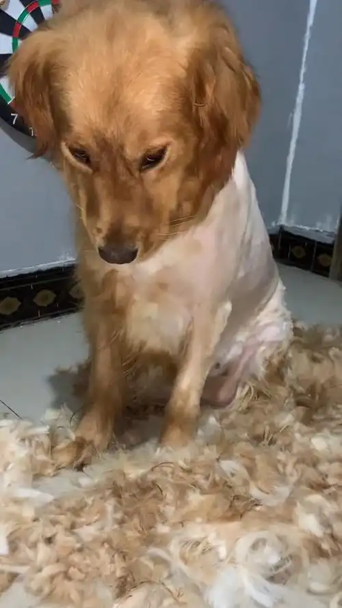狗子被剃毛后气急败坏,看这表情,我都怕一会它咬我
