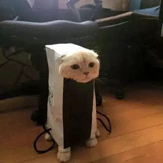 猫咪崩坏现场铲屎官给我过来,把这些照片删了
