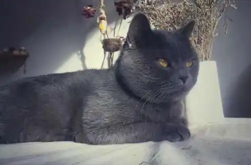 狗狗和猫咪上演后宫夺子戏码,主人在旁吃瓜主子不能得罪
