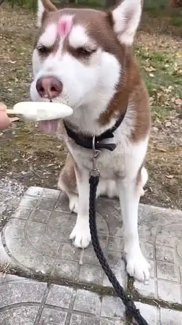 哈士奇第一次吃雪糕,看这个享受的表情,让我都馋了
