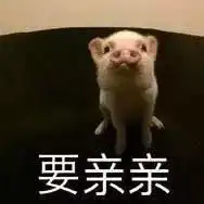 我是不是你最痛爱的猪,你为什么不说话
