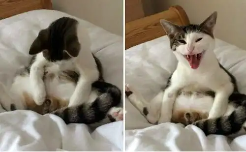 给猫咪做绝育手术需要多少钱
