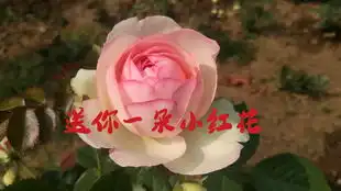 爸爸和女儿一起翻唱送你一朵小红花
