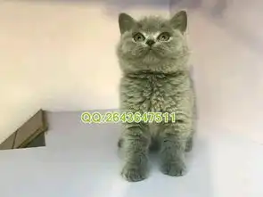 南宁哪里有不错的宠物店南宁蓝猫买卖南宁蓝猫多少钱
