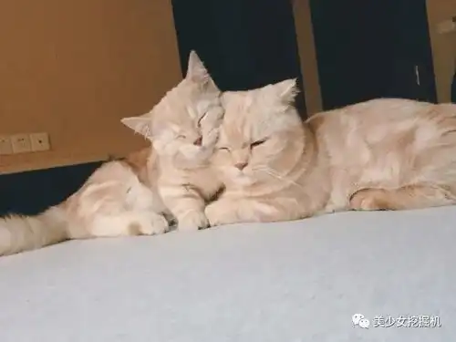 头像表情包大户,全网萌宠顶流,每天都有百万明星粉丝催更
