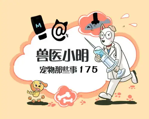 狗狗有追车的行为怎么办不想让爱犬走丢,就要进行有素的训练