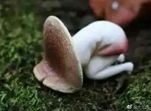 痛经的你表情包为什么这么疼,吃什么都没有胃口
