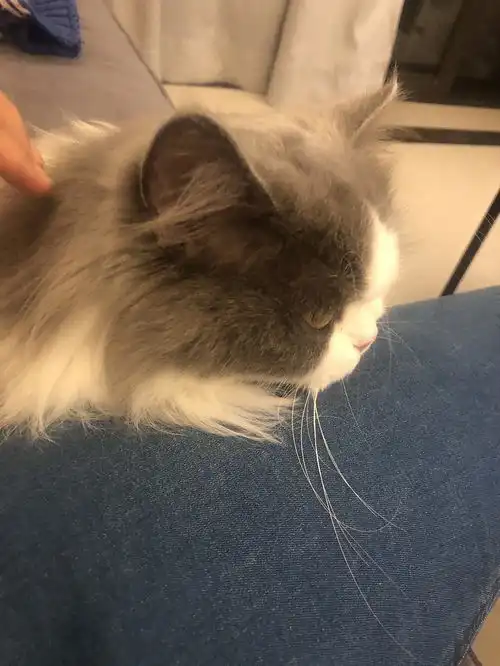 抖音上的猫叫吸引猫的声音怎么这么灵

