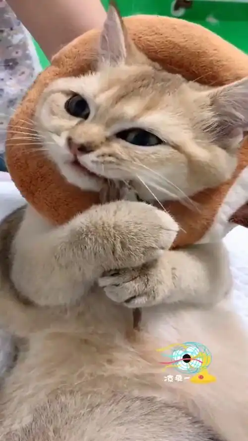 家里的猫主子是吃货,这小表情太享受了,网友鱼干让它迷醉

