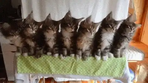 抖音一排猫咪点头gif原图三只猫点头表情包高清分享

