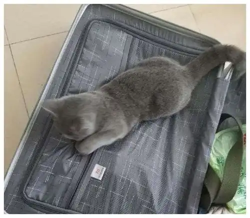 主人收拾行李打算出门,小蓝猫跳进箱子里不让主人走,表情好委屈
