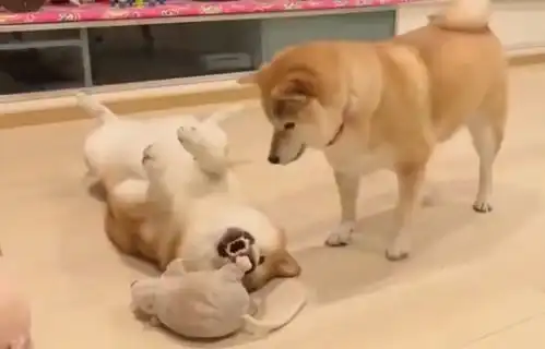 表情柴犬两兄妹相爱相杀,被网友吐槽为戏精,太可爱了哈士奇表情
