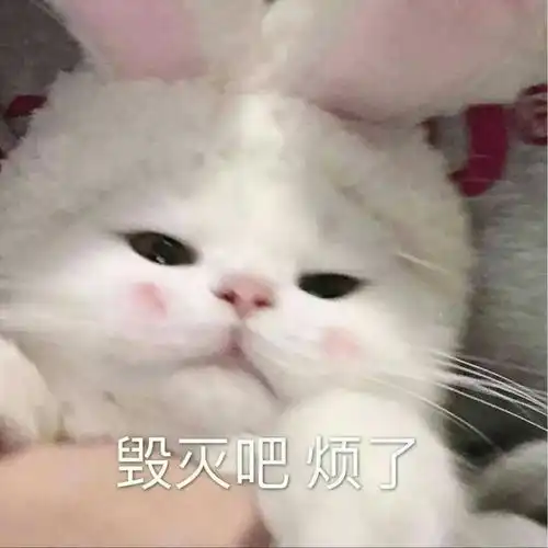 可爱的猫猫表情包情侣聊天必备
