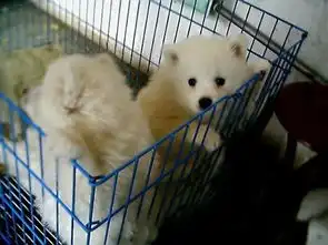 图微笑天使三傻熊版萨摩耶雪橇犬幼犬罗威纳活体宠物狗狗成都宠物狗
